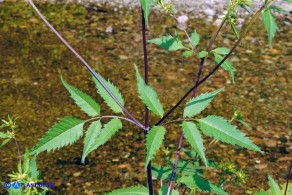 Bidens vulgata (Forbicina comune)