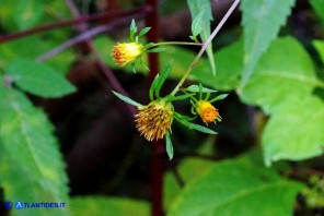 Bidens vulgata (Forbicina comune)