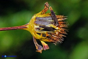 Bidens vulgata (Forbicina comune): gli acheni