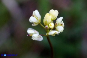 Biscutella didyma (Biscutella didima)