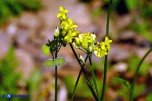 Biscutella didyma (Biscutella didima)