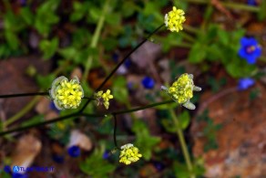 Biscutella didyma (Biscutella didima)