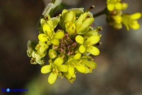 Biscutella didyma (Biscutella didima)