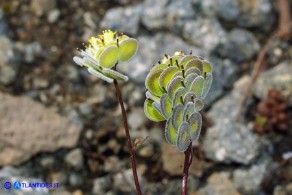 Biscutella didyma (Biscutella didima)