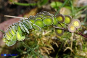 Biscutella didyma (Biscutella didima)