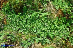 Borago pygmaea (Borragine di Sardegna)