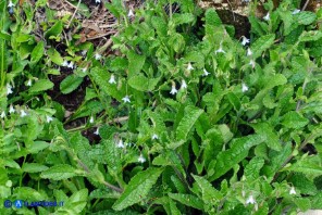 Borago pygmaea (Borragine di Sardegna)