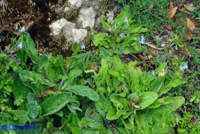 Borago pygmaea (Borragine di Sardegna)