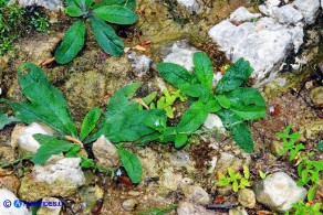 Borago pygmaea (Borragine di Sardegna)