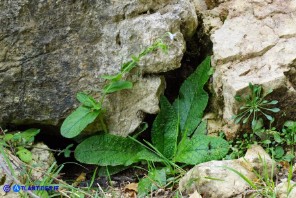 Borago pygmaea (Borragine di Sardegna)