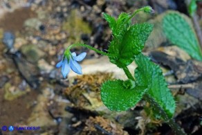 Borago pygmaea (Borragine di Sardegna)