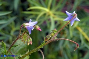 Borago pygmaea (Borragine di Sardegna)