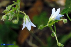 Borago pygmaea (Borragine di Sardegna)