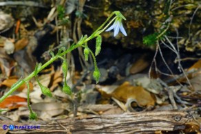 Borago pygmaea (Borragine di Sardegna)