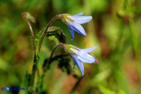 Borago pygmaea (Borragine di Sardegna)