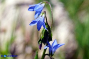 Borago pygmaea (Borragine di Sardegna)