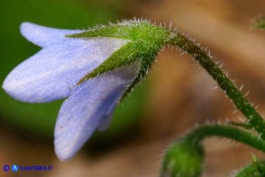 Borago pygmaea (Borragine di Sardegna)