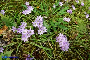 Brimeura fastigiata (Giacinto fastigiato)