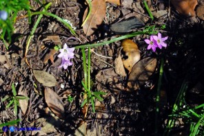 Brimeura fastigiata (Giacinto fastigiato)