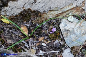 Brimeura fastigiata (Giacinto fastigiato)