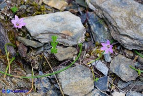 Brimeura fastigiata (Giacinto fastigiato)