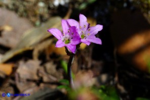 Brimeura fastigiata (Giacinto fastigiato)