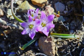 Brimeura fastigiata (Giacinto fastigiato)