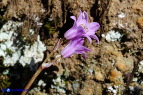 Brimeura fastigiata (Giacinto fastigiato)