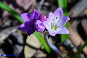 Brimeura fastigiata (Giacinto fastigiato)