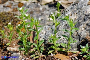 Buglossoides arvensis subsp. arvensis (Buglossoide arvense)