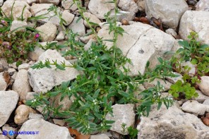 Buglossoides arvensis subsp. arvensis (Buglossoide arvense)