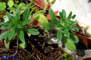 Buglossoides arvensis subsp. arvensis (Buglossoide arvense)