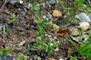 Buglossoides arvensis subsp. arvensis (Buglossoide arvense)