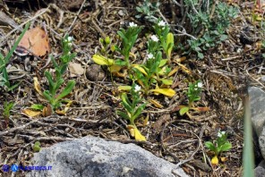 Buglossoides arvensis subsp. arvensis (Buglossoide arvense)