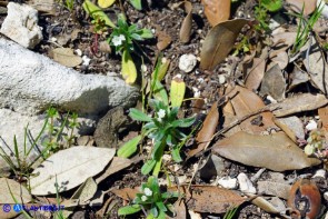 Buglossoides arvensis subsp. arvensis (Buglossoide arvense)