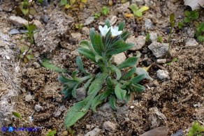 Buglossoides arvensis subsp. arvensis (Buglossoide arvense)