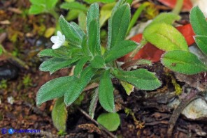 Buglossoides arvensis subsp. arvensis (Buglossoide arvense)