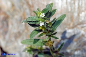 Buglossoides arvensis subsp. arvensis (Buglossoide arvense)