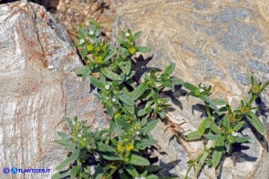 Buglossoides arvensis subsp. arvensis (Buglossoide arvense)