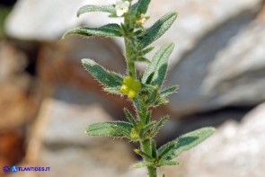 Buglossoides arvensis subsp. arvensis (Buglossoide arvense)