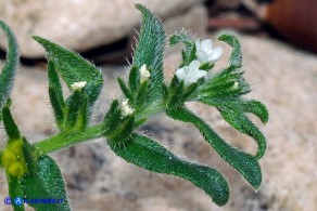 Buglossoides arvensis subsp. arvensis (Buglossoide arvense)