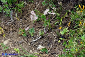 Bunium corydalinum (Bulbocastano sardo-corso)