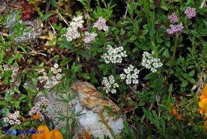 Bunium corydalinum (Bulbocastano sardo-corso)