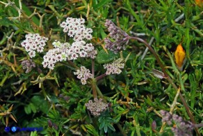 Bunium corydalinum (Bulbocastano sardo-corso)