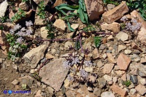 Bunium corydalinum (Bulbocastano sardo-corso)