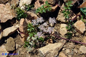 Bunium corydalinum (Bulbocastano sardo-corso)