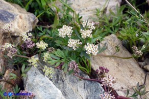 Bunium corydalinum (Bulbocastano sardo-corso)