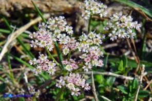 Bunium corydalinum (Bulbocastano sardo-corso)