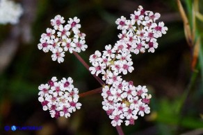 Bunium corydalinum (Bulbocastano sardo-corso)