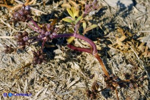 Bunium corydalinum (Bulbocastano sardo-corso)